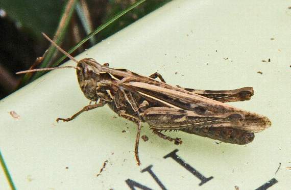 A field grasshopper