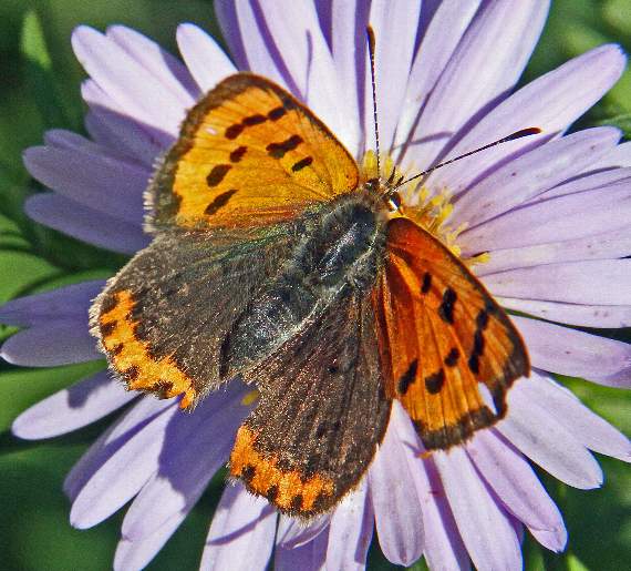 A small copper butterfly