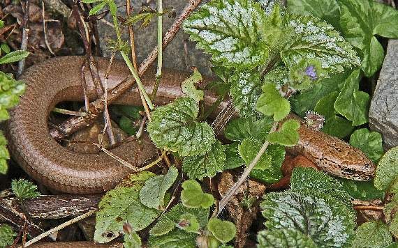 A shy slow worm which was enjoying the sun's warmth