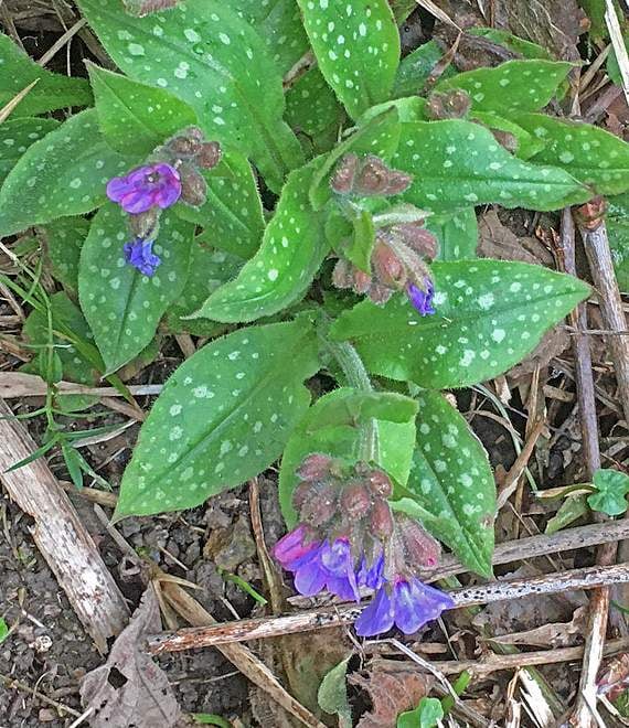Lungwort Helen