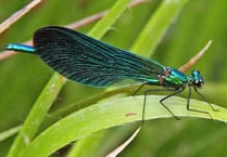 Delicate demoiselles on a riverside Nature Watch walk