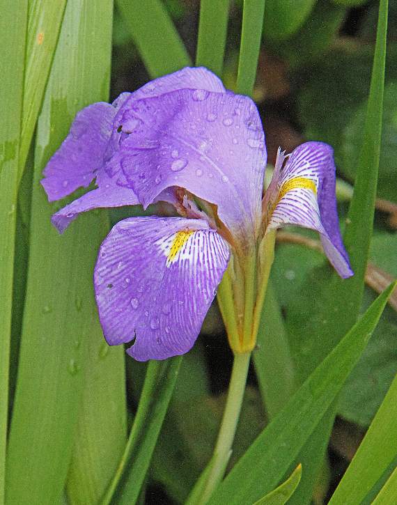 A blue iris caught Ray's eye as he walked through the village