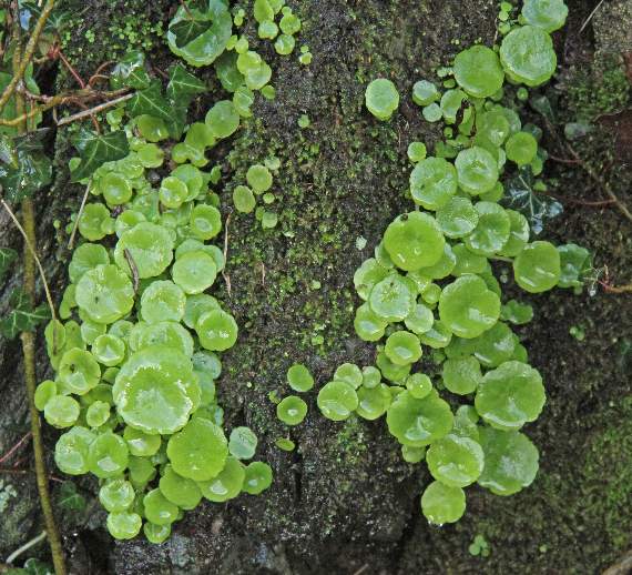 Pennywort on stone