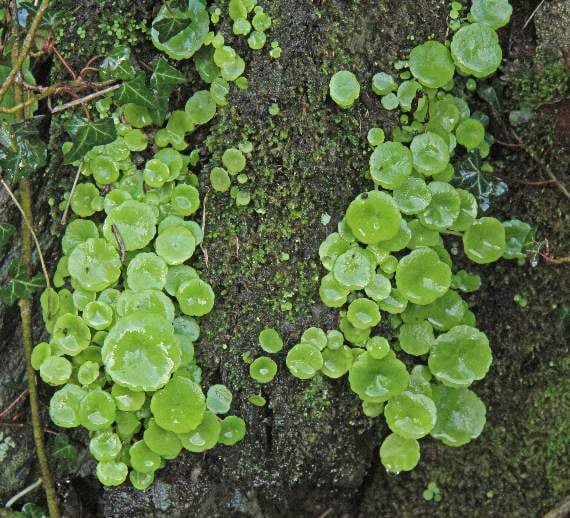 Pennywort on stone