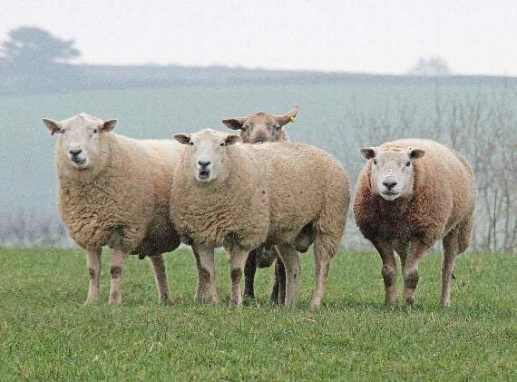 Who knows what the sheep are thinking when they gaze back at you through the gate