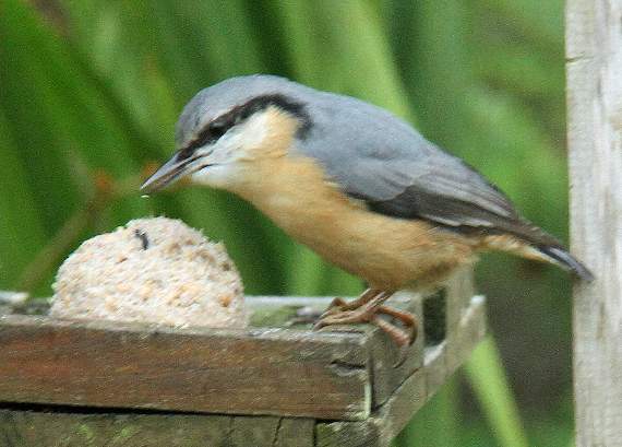 A nuthatch who is a regular visitor to Ray's garden