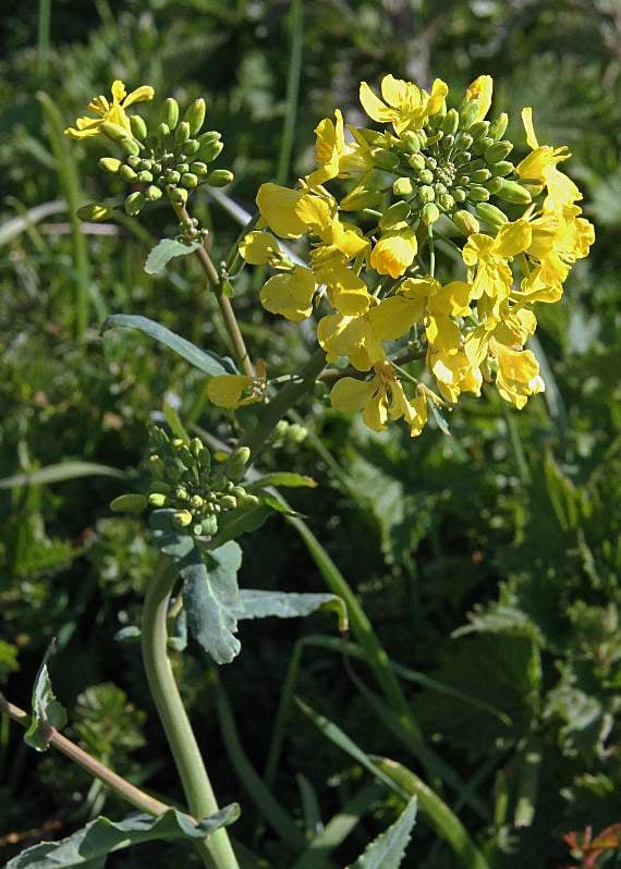 Charlock - pretty to look at , but a persistent weed