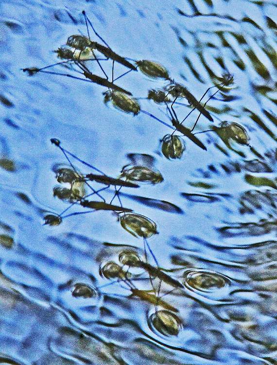 Pondskaters, which Ray saw in great number on the river near Clapper Bridge