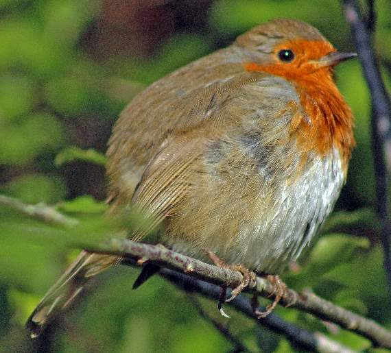 A plumped-up robin, probably a juvenile