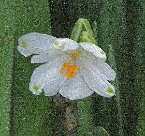 Summer snowflake - Leucojum aestivum - is actually often seen in spring