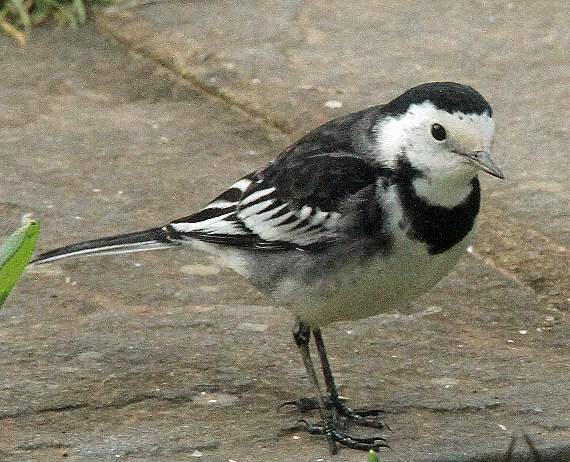 A Pied Wagtail