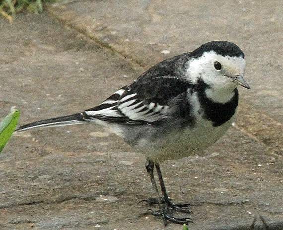 A Pied Wagtail