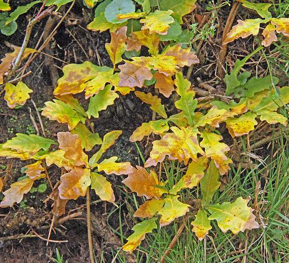 Winter oak leaves