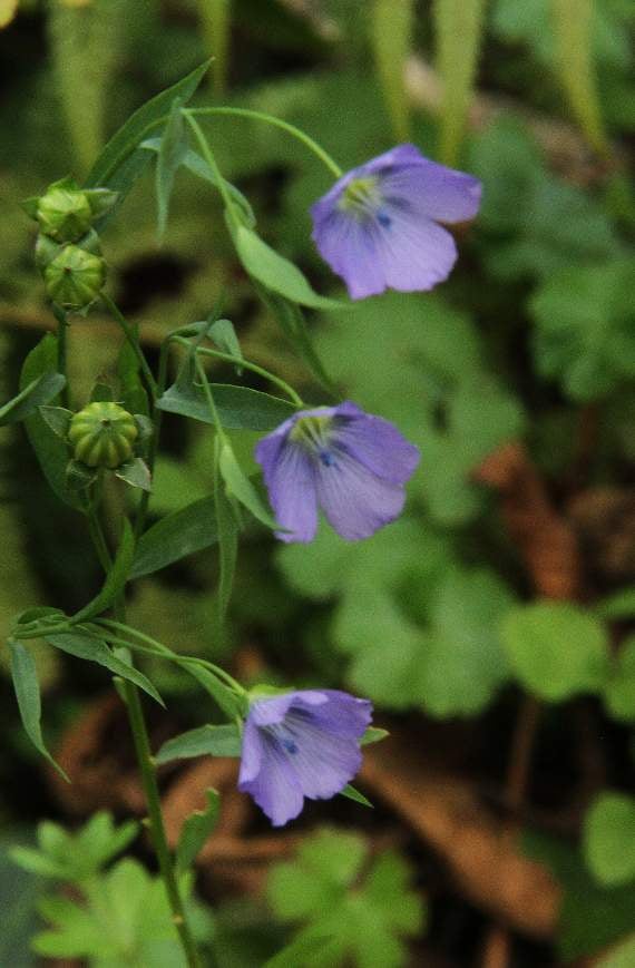 Flax has been cultivated for millenia, but its bloom is rarely seen as the plant flowers for just one day