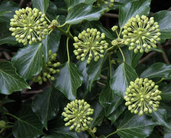 Ivy flowers