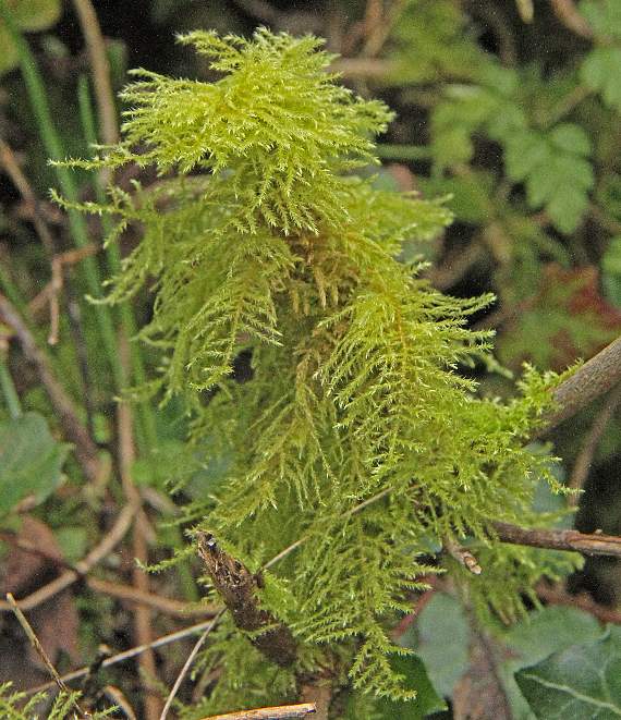 A Hazel twig 'tree'