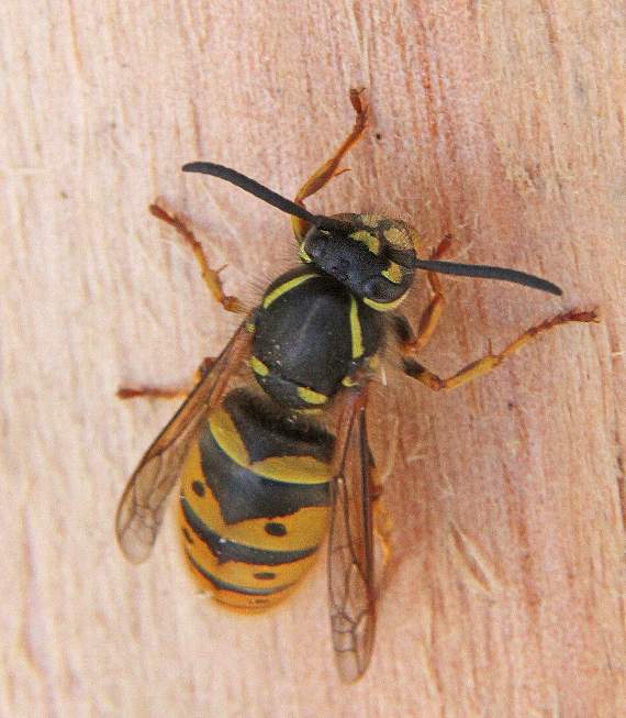 A German wasp