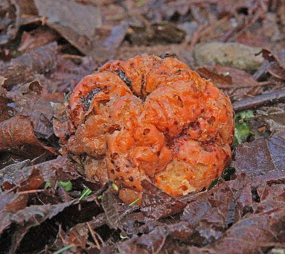 A rotting apple core, mistaken at first by Ray for possibly being another sort of slime mould