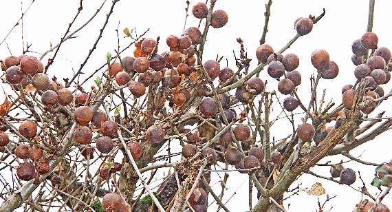 Oak marble galls, inside of which are the larvae of a tiny wasp