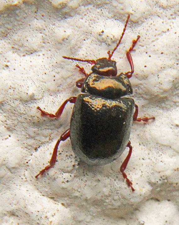 A mint beetle