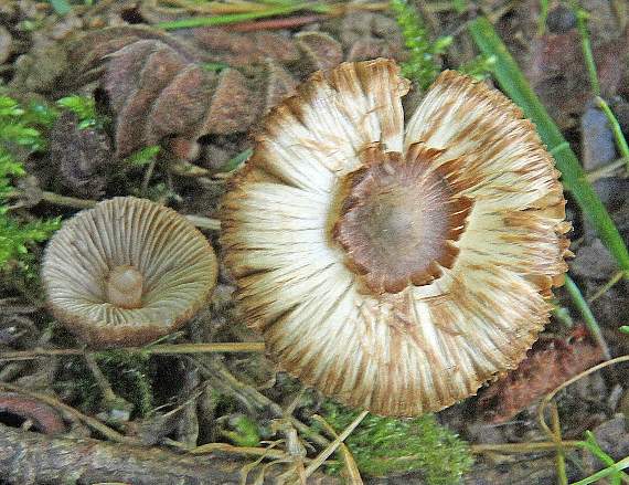 A fungus named Japanese Umbrella