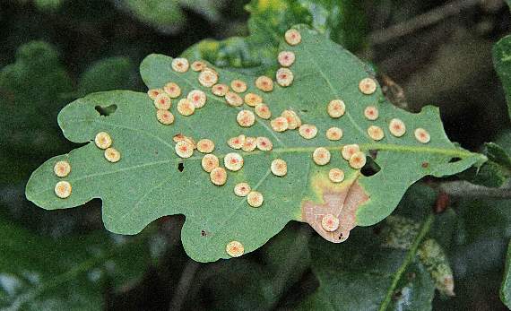 Spangle galls on an oak leaf