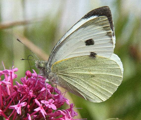 Large white butterfly