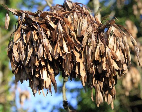 Ash keys hanging off a branch