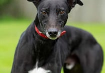 Rescue dogs at local charity become the rescuers