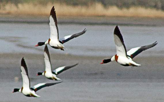 Shelducks in flight