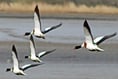 Wacker Quay wildlife on Nature Watch walk