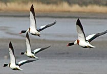 Wacker Quay wildlife on Nature Watch walk