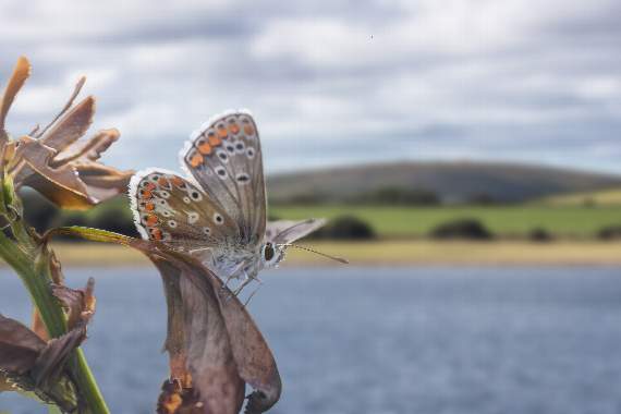 Siblyback Lake near Liskeard