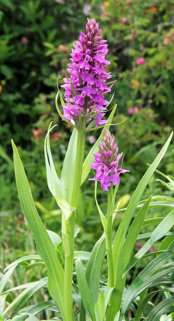 Southern marsh orchids