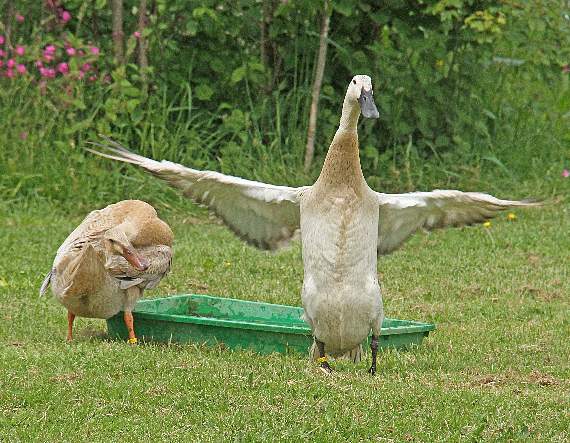 Mind me head! the runner duck seemed to be saying