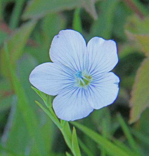 Pale flax flower on a plant used to create linen