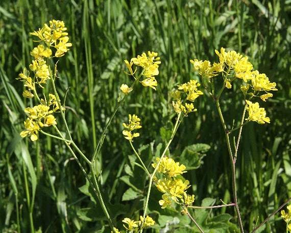 Yellow charlock flowers, Sinapsis arvensis