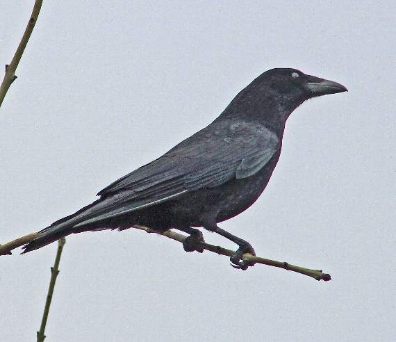 This crow at Tregantle was waiting for morsels to be thrown from cars