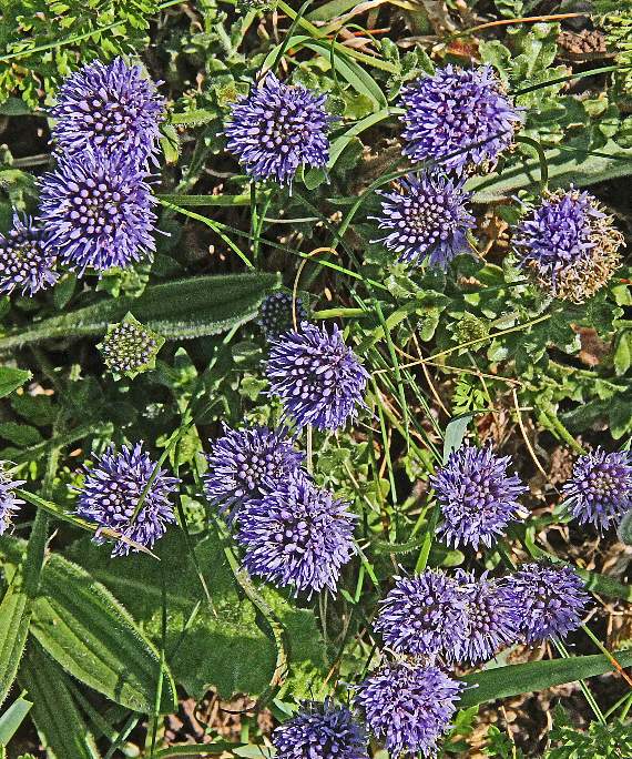 Field scabious, the juice from which was once used to treat scabies