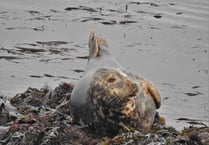 Seal conservation project gets Green Recovery funding