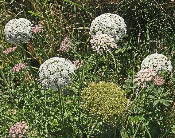 Wild carrot