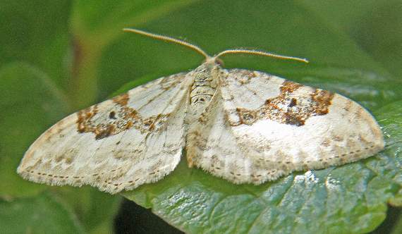 Mottled umber moth