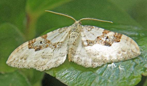 Mottled umber moth