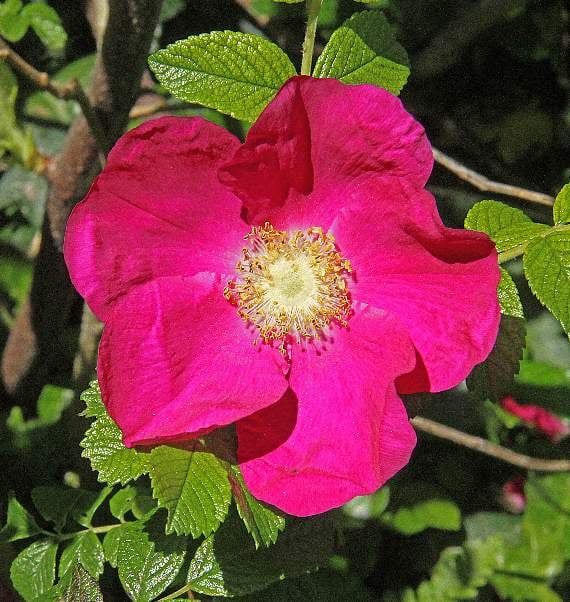 Rosa rugosa