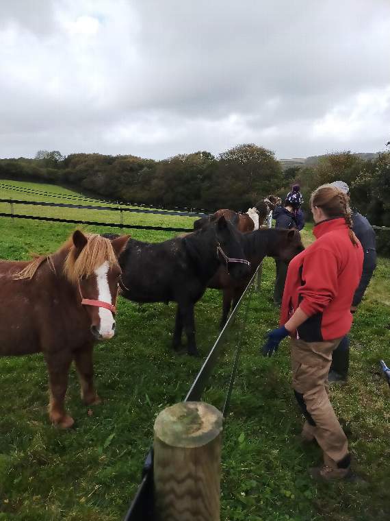 The Hugs Foundation has around 35 rescue horses and ponies undergoing rehabilitation
