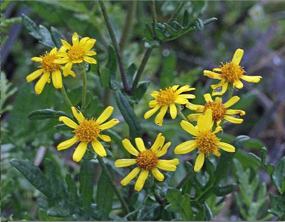 Oxford ragwort with its bright yellow flowers.
