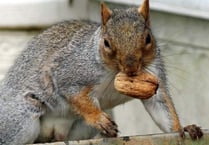 Woodland and vergeside blooms and forgetful squirrels with Ray Roberts