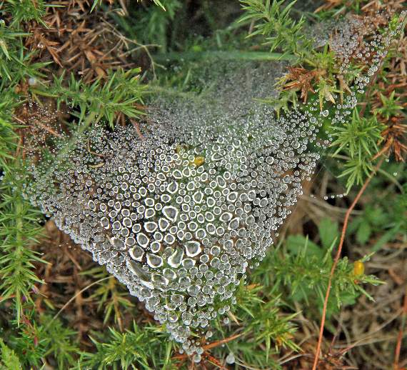 Ray thought this rain-covered cobweb looked 'delightful'.