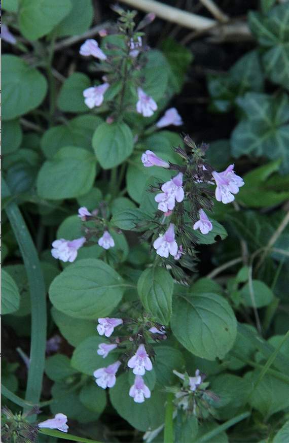 Winter savory.