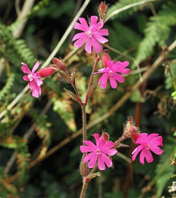 Red campion flowers are still blooming in the hedgerows.